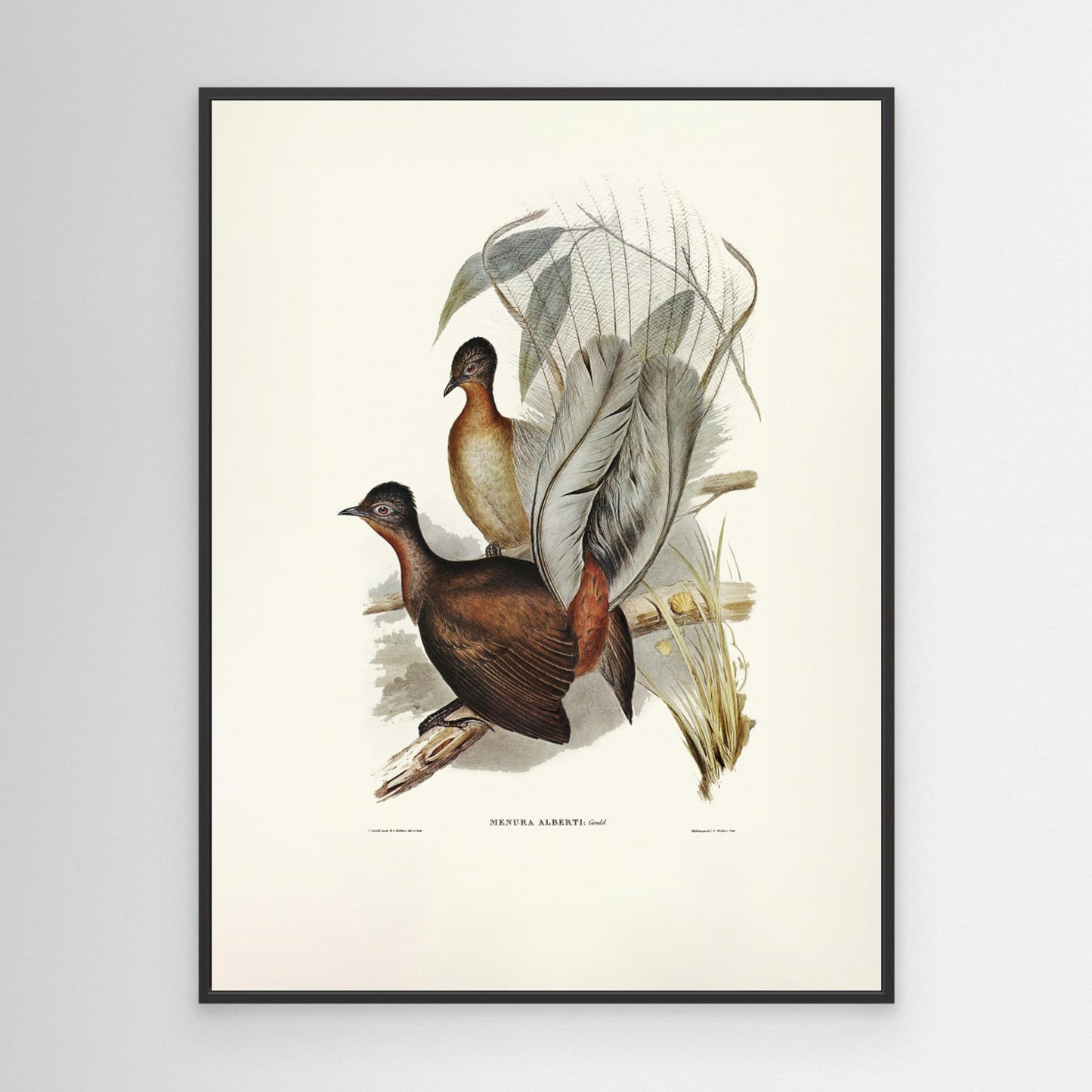 Albert Lyre Bird by Pictufy