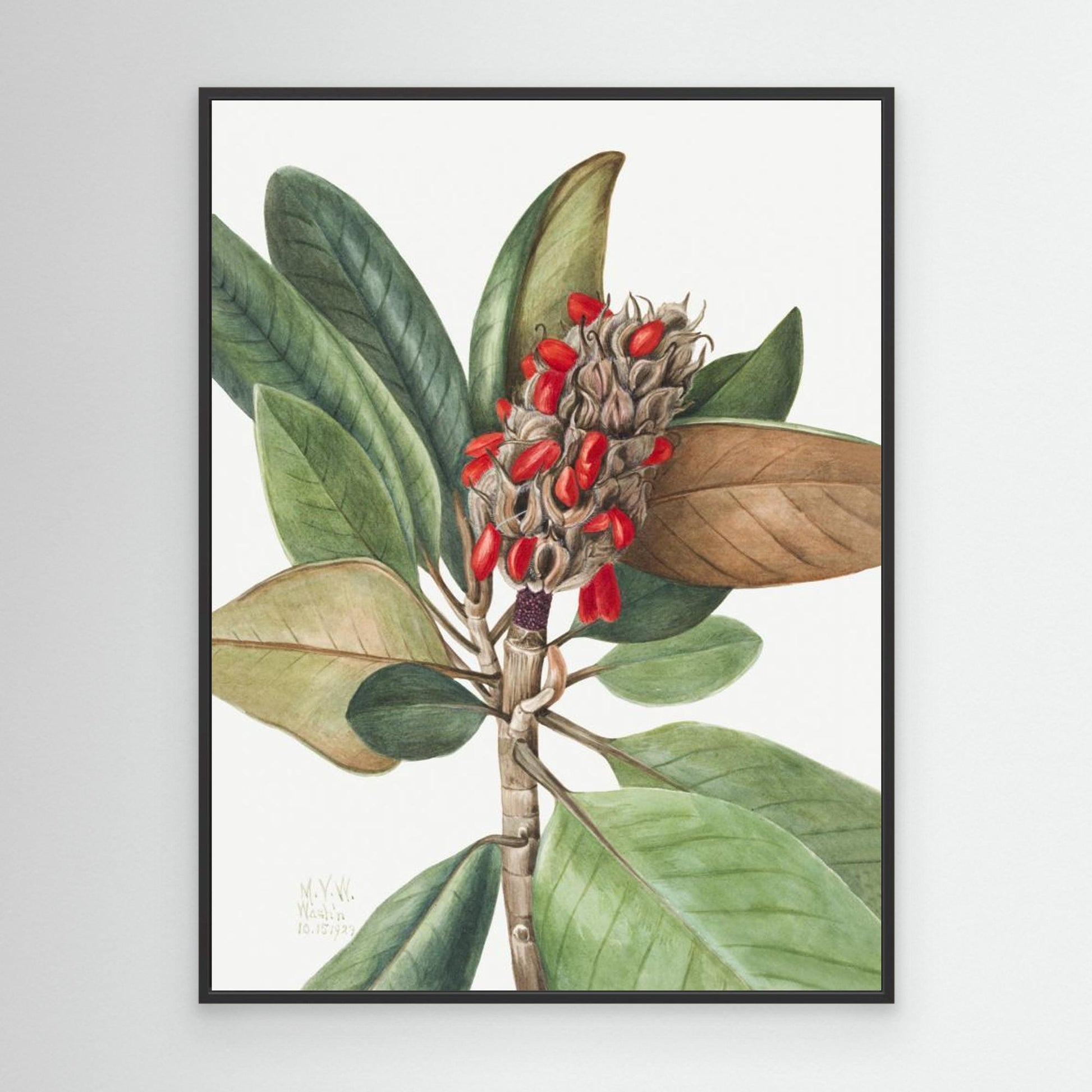 Southern Magnolia (1923) by Pictufy