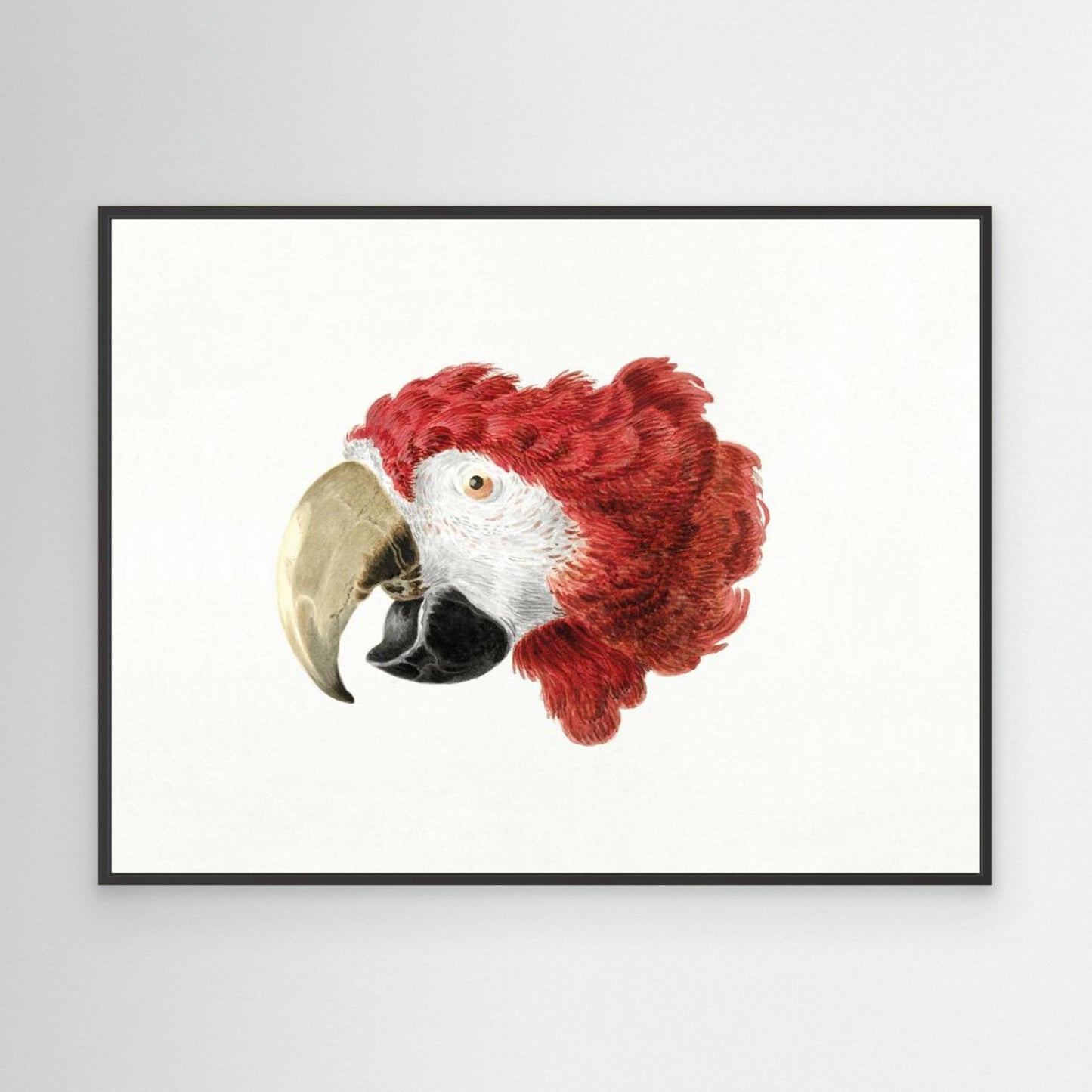 Macaw by Pictufy
