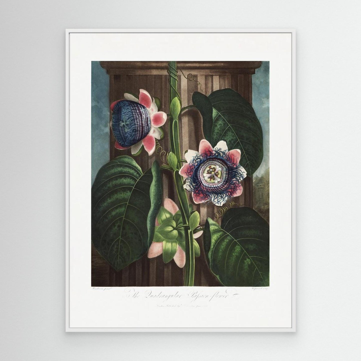 The Quadrangular Passion Flower from The Temple of Flora (1807) by Pictufy