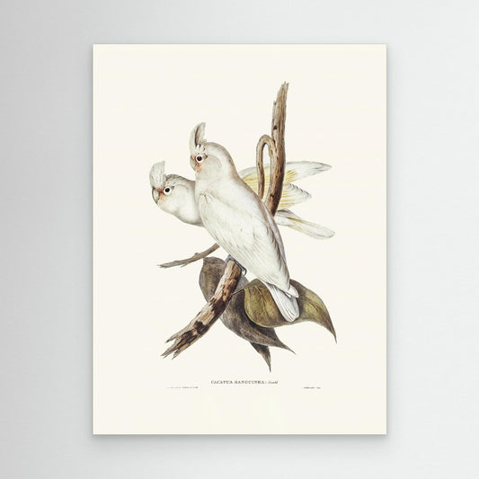 Blood Stained Cockatoo by Pictufy