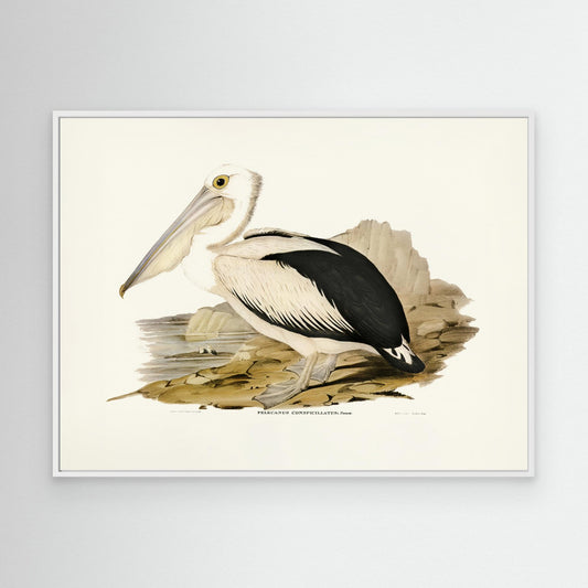 Australian Pelican by Pictufy