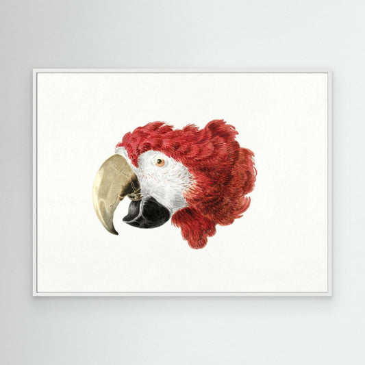 Macaw by Pictufy