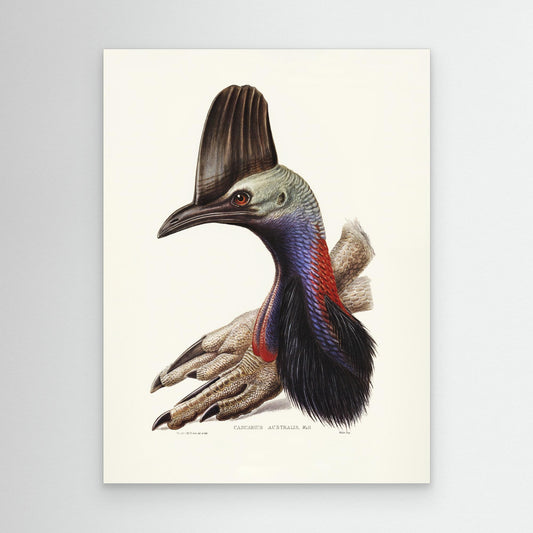 Australian Cassowary by Pictufy