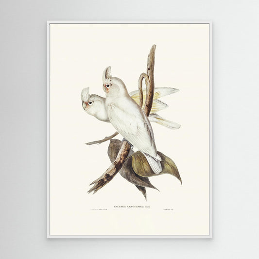 Blood Stained Cockatoo by Pictufy