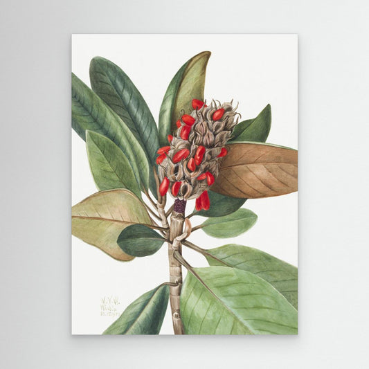 Southern Magnolia (1923) by Pictufy