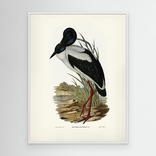 Australian Mycteria by Pictufy