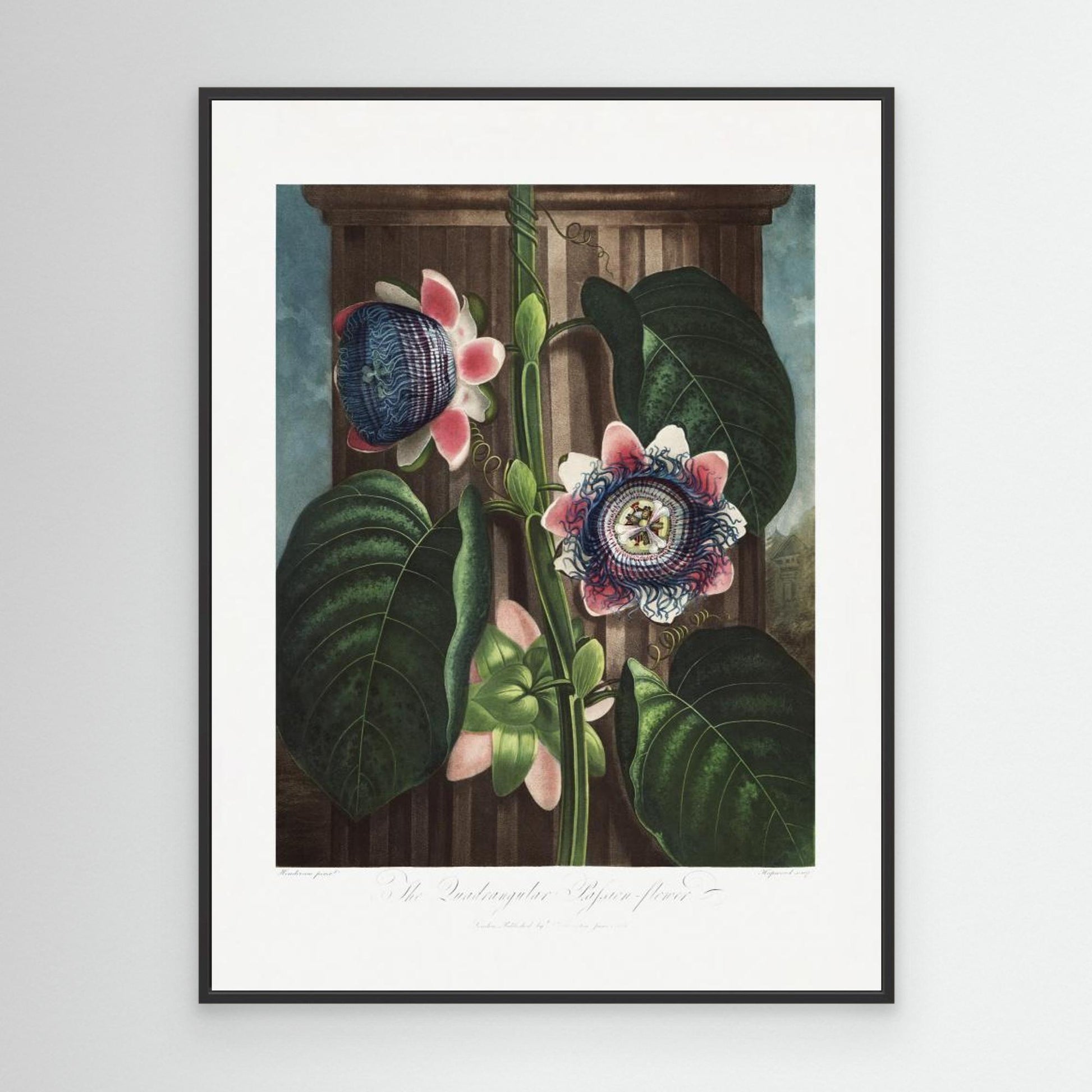 The Quadrangular Passion Flower from The Temple of Flora (1807) by Pictufy