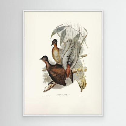 Albert Lyre Bird by Pictufy