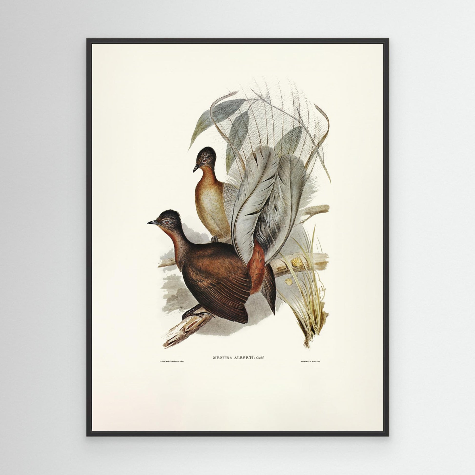 Albert Lyre Bird by Pictufy