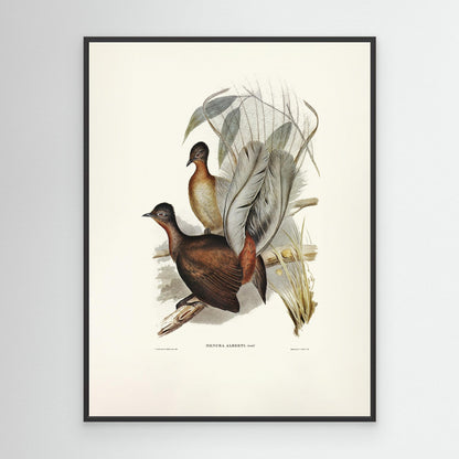 Albert Lyre Bird by Pictufy