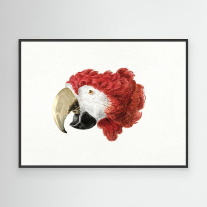 Macaw by Pictufy