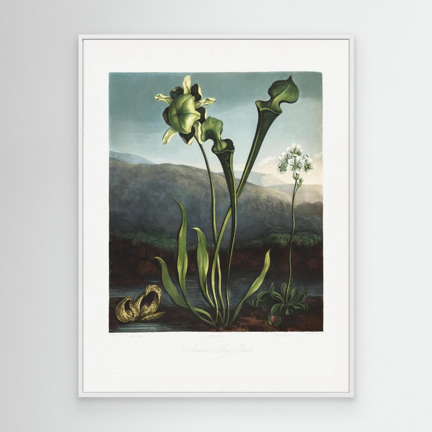 American Bog Plants from The Temple of Flora (1807) by Pictufy