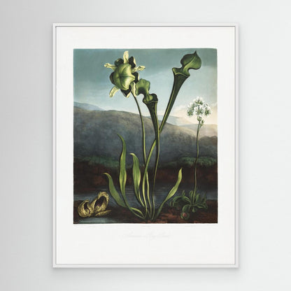American Bog Plants from The Temple of Flora (1807) by Pictufy