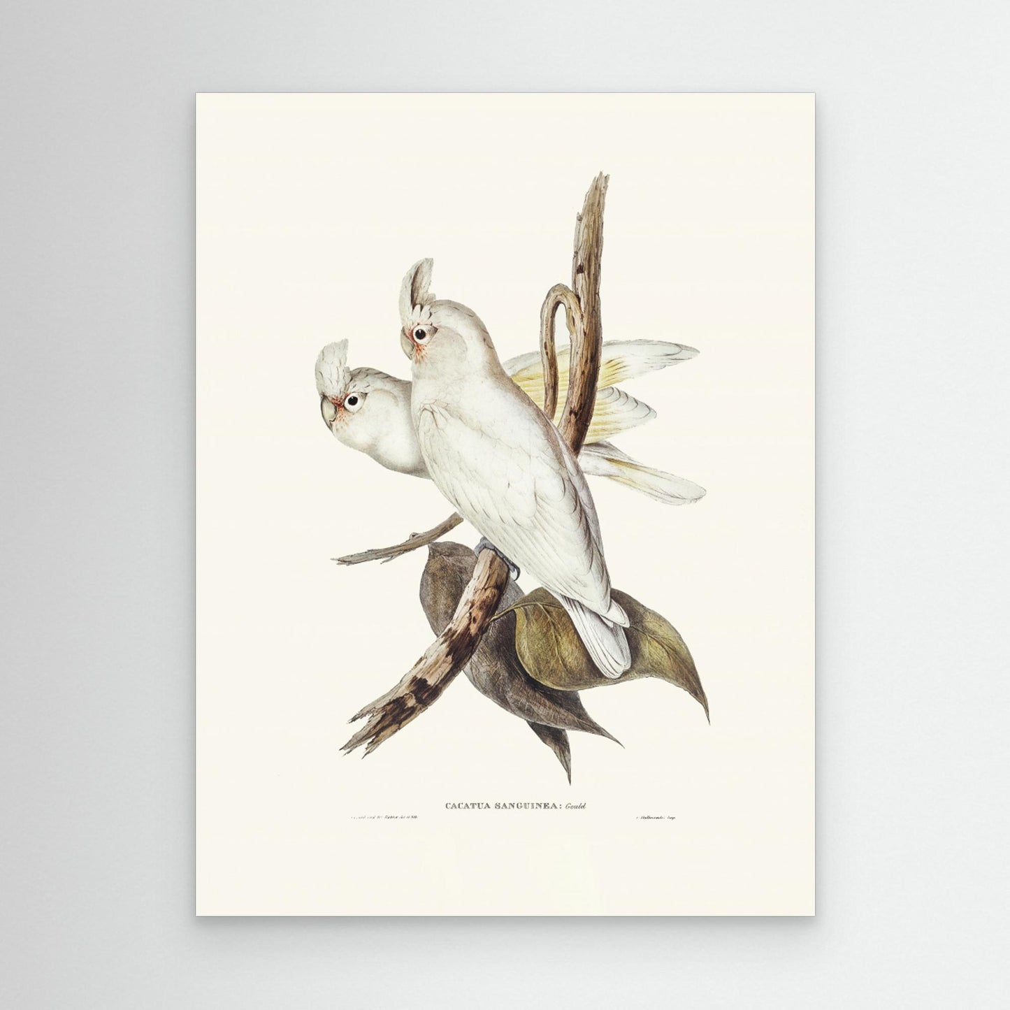 Blood Stained Cockatoo by Pictufy