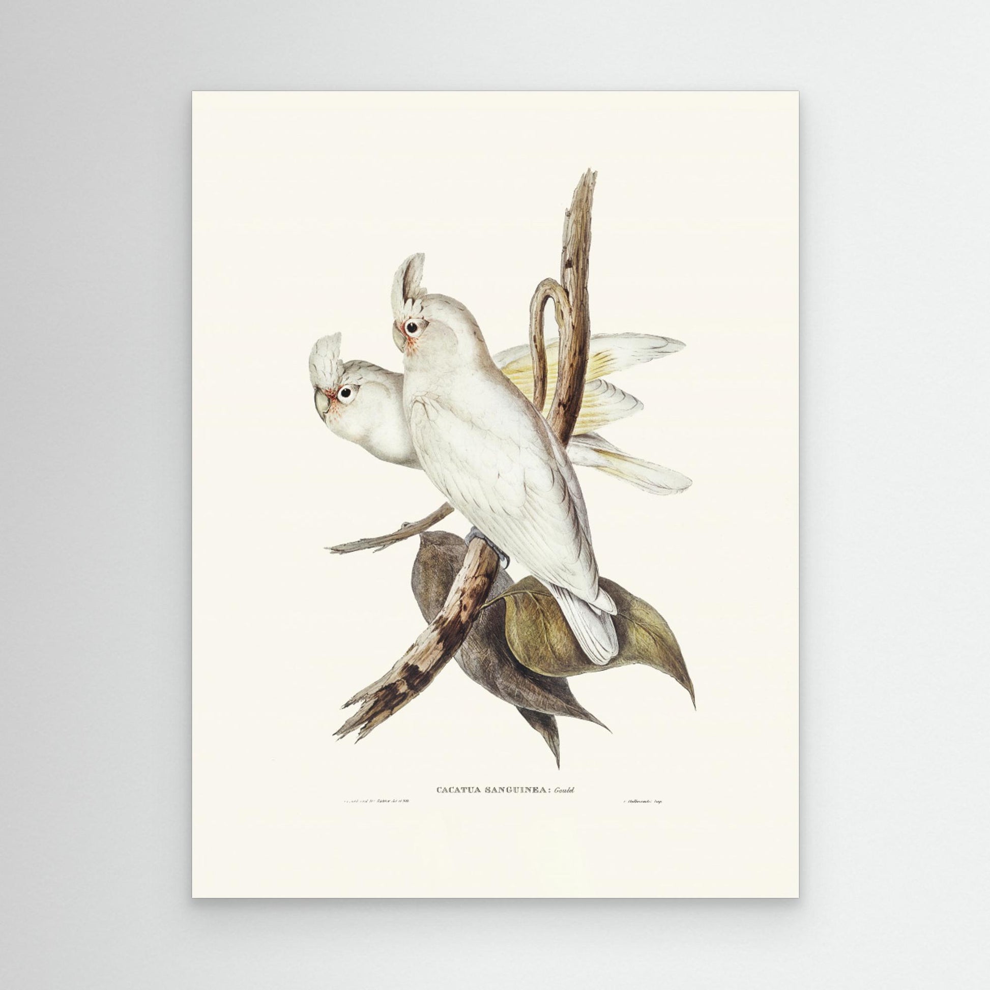 Blood Stained Cockatoo by Pictufy
