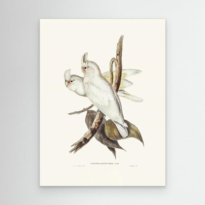 Blood Stained Cockatoo by Pictufy