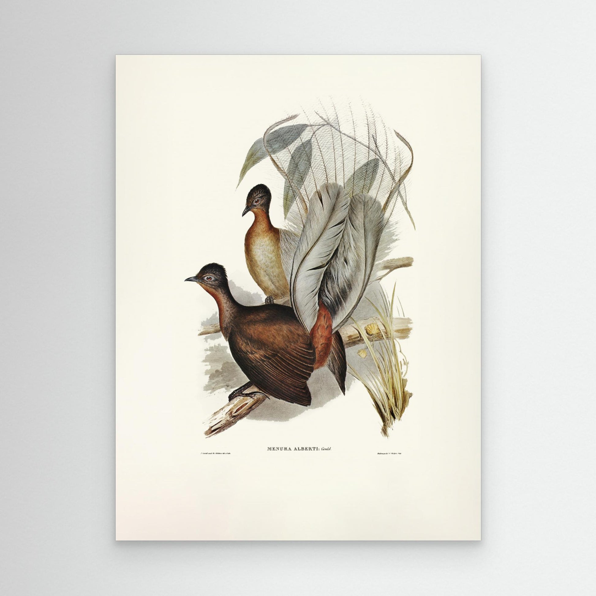 Albert Lyre Bird by Pictufy