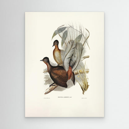 Albert Lyre Bird by Pictufy