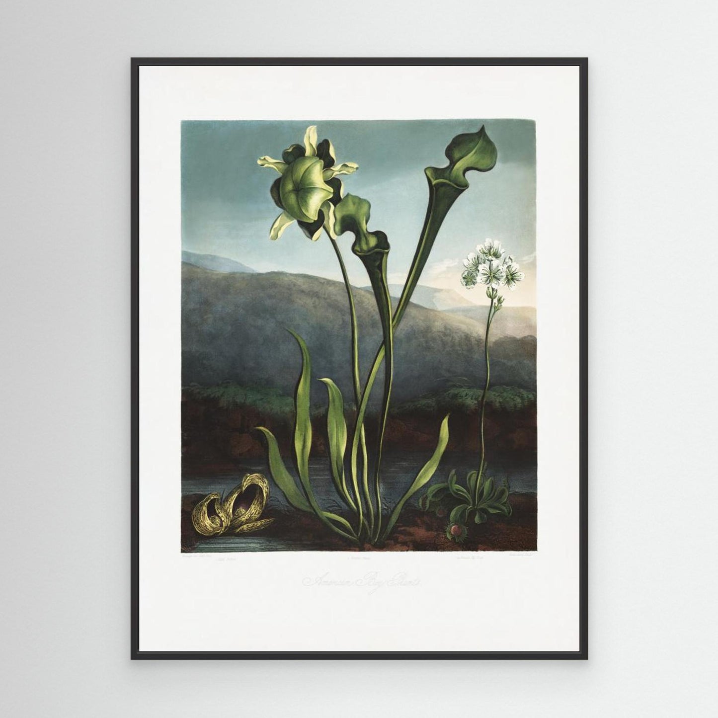 American Bog Plants from The Temple of Flora (1807) by Pictufy