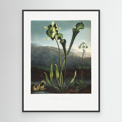 American Bog Plants from The Temple of Flora (1807) by Pictufy
