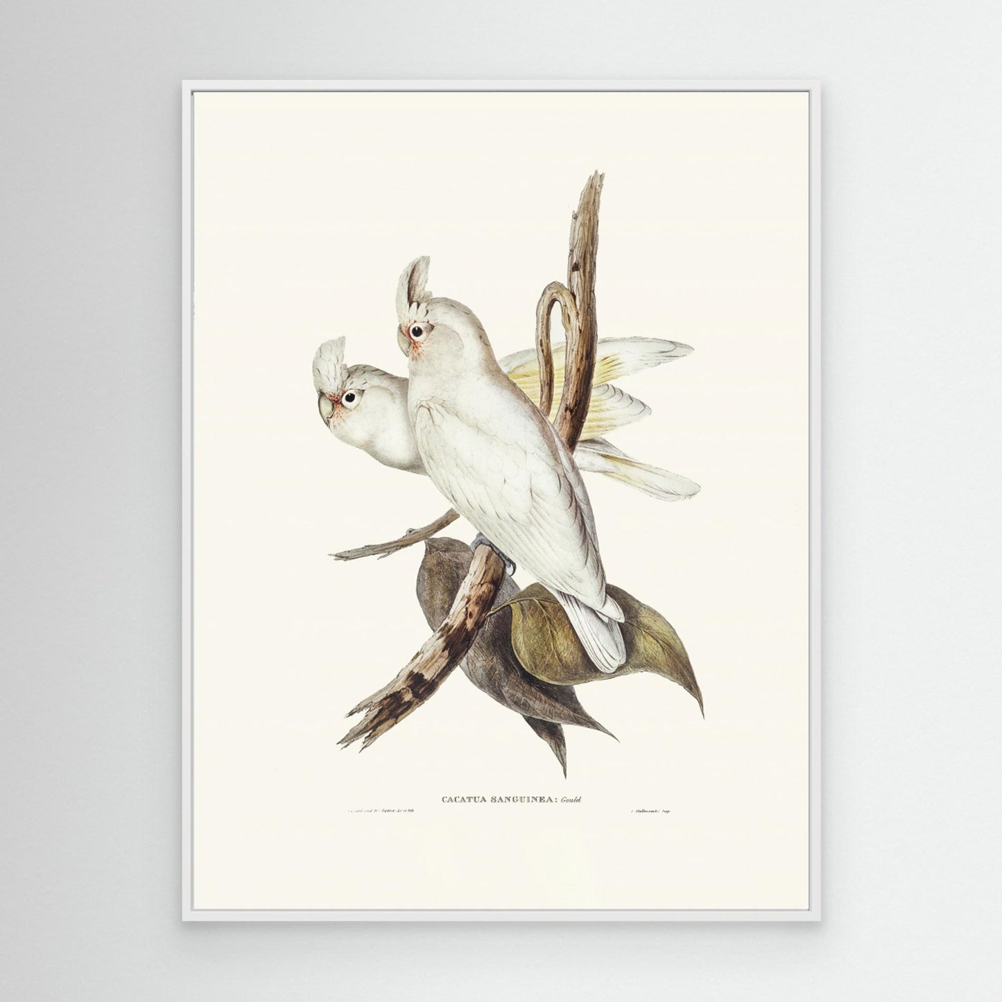 Blood Stained Cockatoo by Pictufy