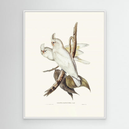 Blood Stained Cockatoo by Pictufy