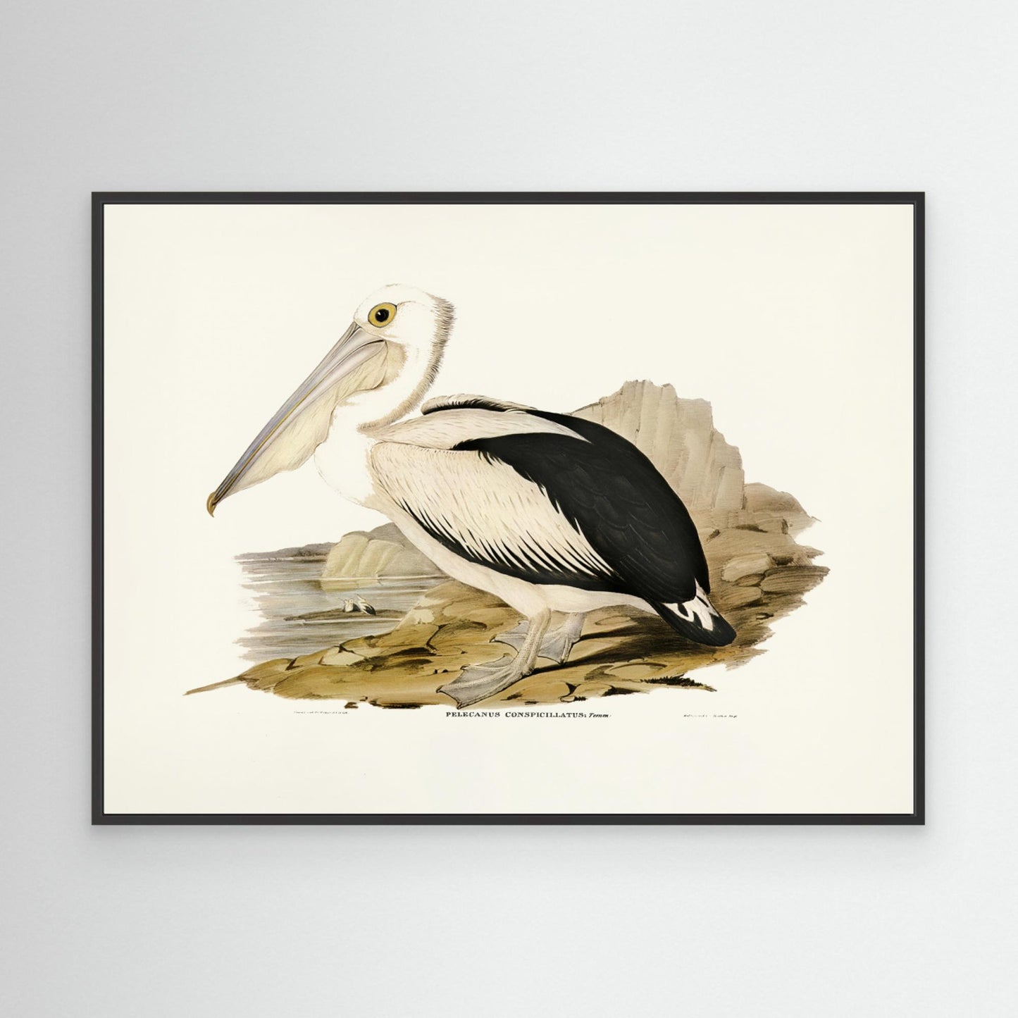 Australian Pelican by Pictufy