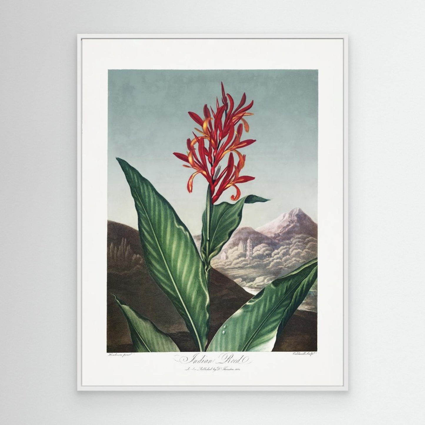 Indian Reed from The Temple of Flora (1807) by Pictufy