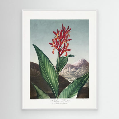 Indian Reed from The Temple of Flora (1807) by Pictufy