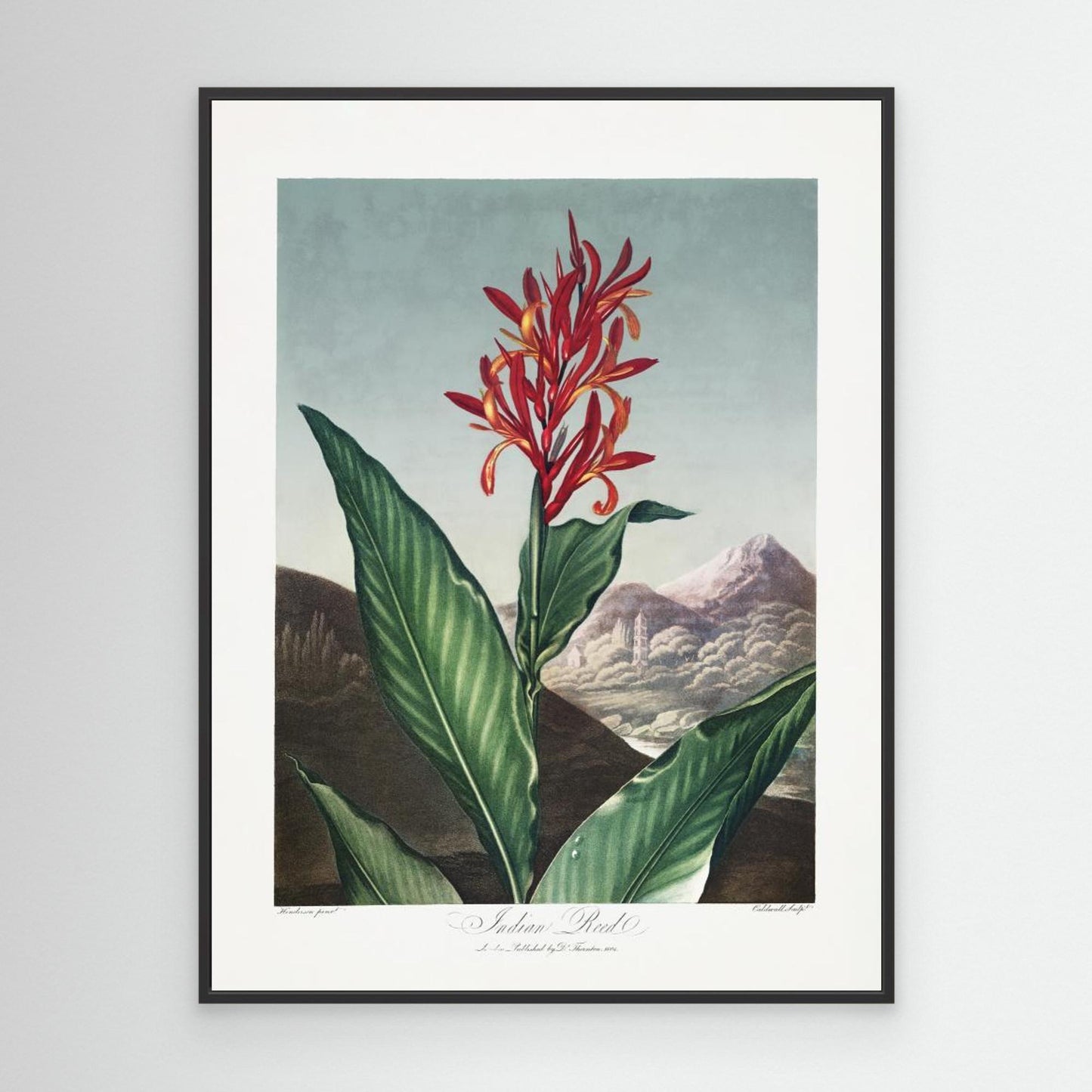 Indian Reed from The Temple of Flora (1807) by Pictufy